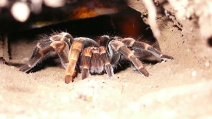 Tarentule