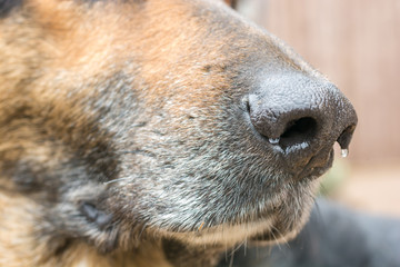 Feuchte Hundenase eines Schäferhundes als sensibles Sinnesorgan mit super Geruchssinn