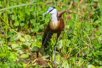 African Jacana. Lake Manyara National Reserve. Tanzania.