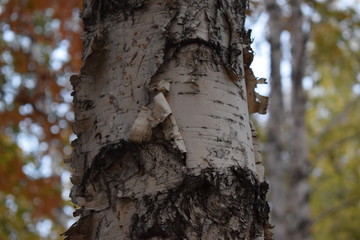 Birch in the forest fall winter leaves white and black