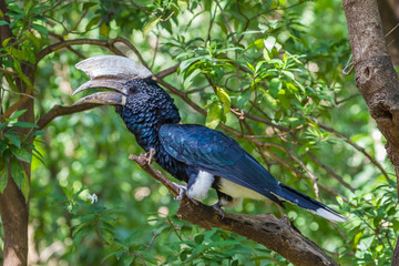 Silvery-cheeked hornbill at Lake Manyara National Reserve, Tanzania. © mariusltu