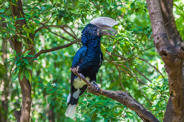 Silvery-cheeked hornbill at Lake Manyara National Reserve, Tanzania. © mariusltu