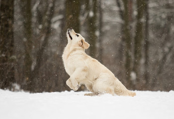 golden retriever dog in jump