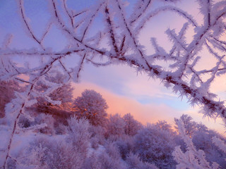 Purple frozen rosehip branch