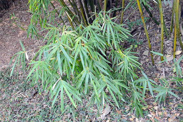 Naklejka premium Bamboo, native to East Asia and a member of the grass family is one of the fastest growing plants on earth