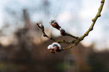 Nice fresh flowering pussy willow branches in early spring