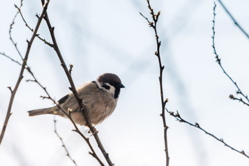 Small bird the house sparrow (Passer domesticus)