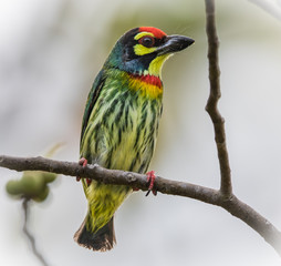 Coppersmith barbet