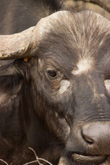 gros plan sur un buffle d'afrique du sud 