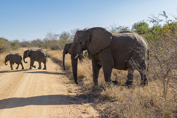Fototapeta na wymiar famille d'éléphants traversant une route