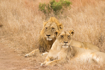 couple de lions couché dans la savane