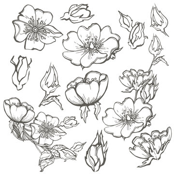 Wild dog rose set flowers contour ink adult coloring page with buds drawing vector clipart on white background for scrapbooking