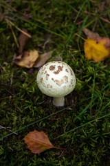 Lonely Mushroom