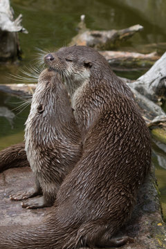 Fischotter