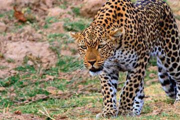 African leopard on the prowl on the open plains in south luangwa national park , zambia, southern africa
