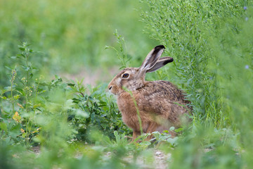 Feldhase im Feld