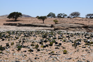 Alte Flaschen in der Namib