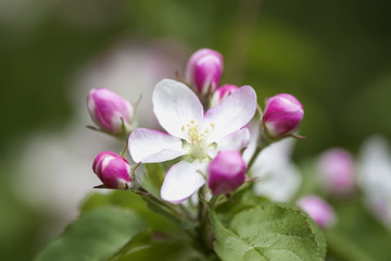 Spring flowering wild apples in garden. Branch of blooming wild apple-tree with tender pink bud delicate flowers, spring sunny day