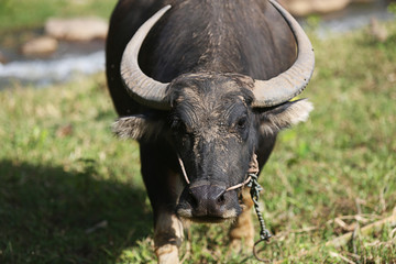 Obraz premium Black Buffolo was in natural daylight, Thailand