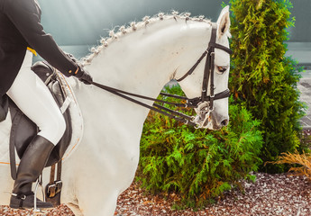 Young elegant rider woman and white horse. Advanced dressage test on equestrian competition. Professional female horse rider, equine theme. Saddle, bridle, boots and other details.