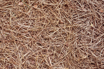 Pine needles texture.