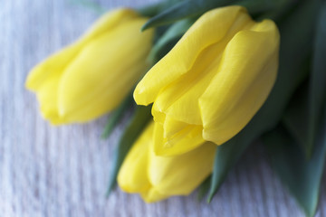 Yellow tulips. Valentine's Day. Women's Day.March 8. A horizontal shot.