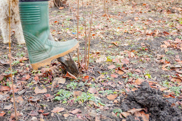 Transplanting new scion with roots from parent fruit tree