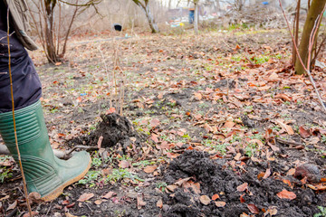 Transplanting new scion with roots from parent fruit tree