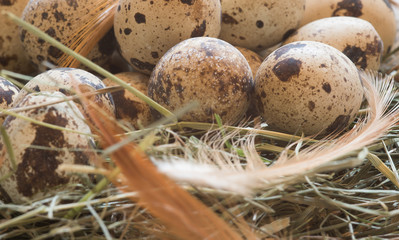 Naklejka na ściany i meble quail eggs and feathers in a nest Macro