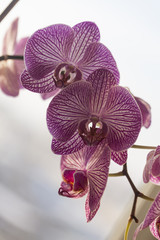 Орхидея,