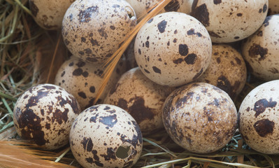 quail eggs with feathers