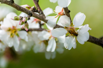 Horizontal View of Close Up of Flowered Almond Branch With a Bee Eating On Blur Background.