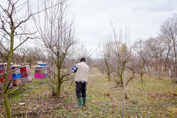 Gardener is cutting branches, pruning fruit trees with long shears in the orchard