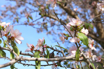 background of spring white cherry blossoms tree. selective focus.