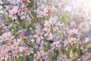 background of spring white cherry blossoms tree. selective focus.