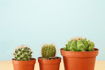 Image of cactus in a pot infront of wooden blue background.