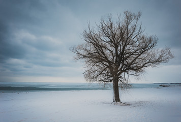 Barren lonely tree on snow covered beach
