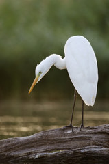 Great Egret, Egretta alba, fishing in swamp, wild conditions, Danube river, Slovakia, Europe
