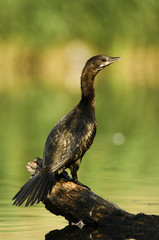 Pygmy Cormorant, Microcarbo pygmeus,  water bird, seabird,Slovakia