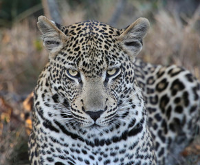 Obraz na płótnie Canvas Leopard portrait closeup and isolated.