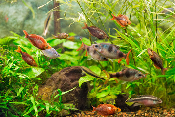 aquarium colourfull fishes and water plants