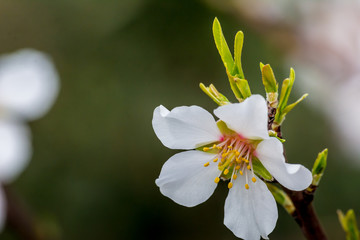 Horizontal View of Close Up of Flowered Almond Branch On Blur Background