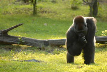 Silverback © Rusty Dodson