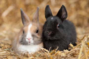 Naklejka premium Dwa króliki zwerk siedzą obok siebie na beli słomy
