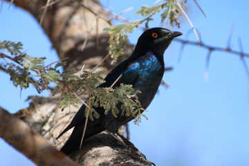 niebiesko fioletowy błyszczący ptak szpak siedzący na gałęzi akacji afrykańskiej