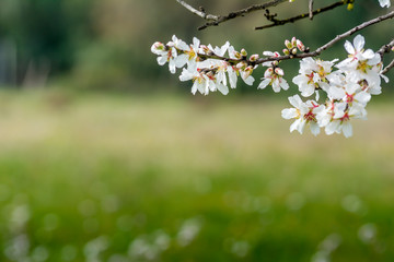 Horizontal View of Close Up of Flowered Almond Branch On Blur Background