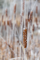 Frozen Cattail
