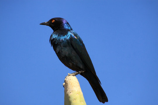 siedzący niebiesko fioletowy szpak afrykański o połyskujących pi&oacute;rach na tle błękitnego nieba z bliska