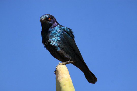 siedzący niebiesko fioletowy szpak afrykański o połyskujących pi&oacute;rach na tle błękitnego nieba z bliska