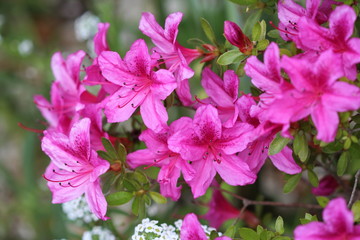 Fleurs d'Azalée du Japon variété Purple splendor gros plan - obrazy, fototapety, plakaty